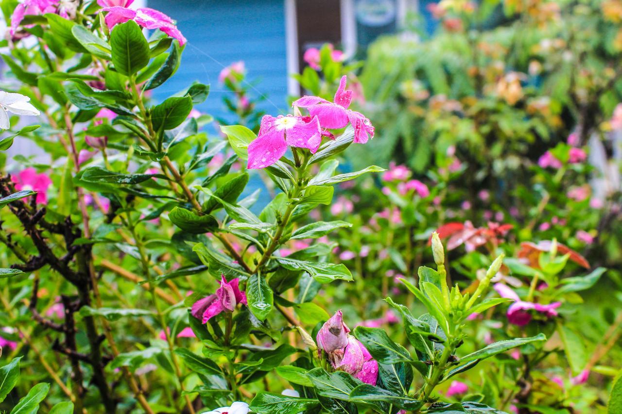 Cottages @ Hill Resort ムーシ エクステリア 写真